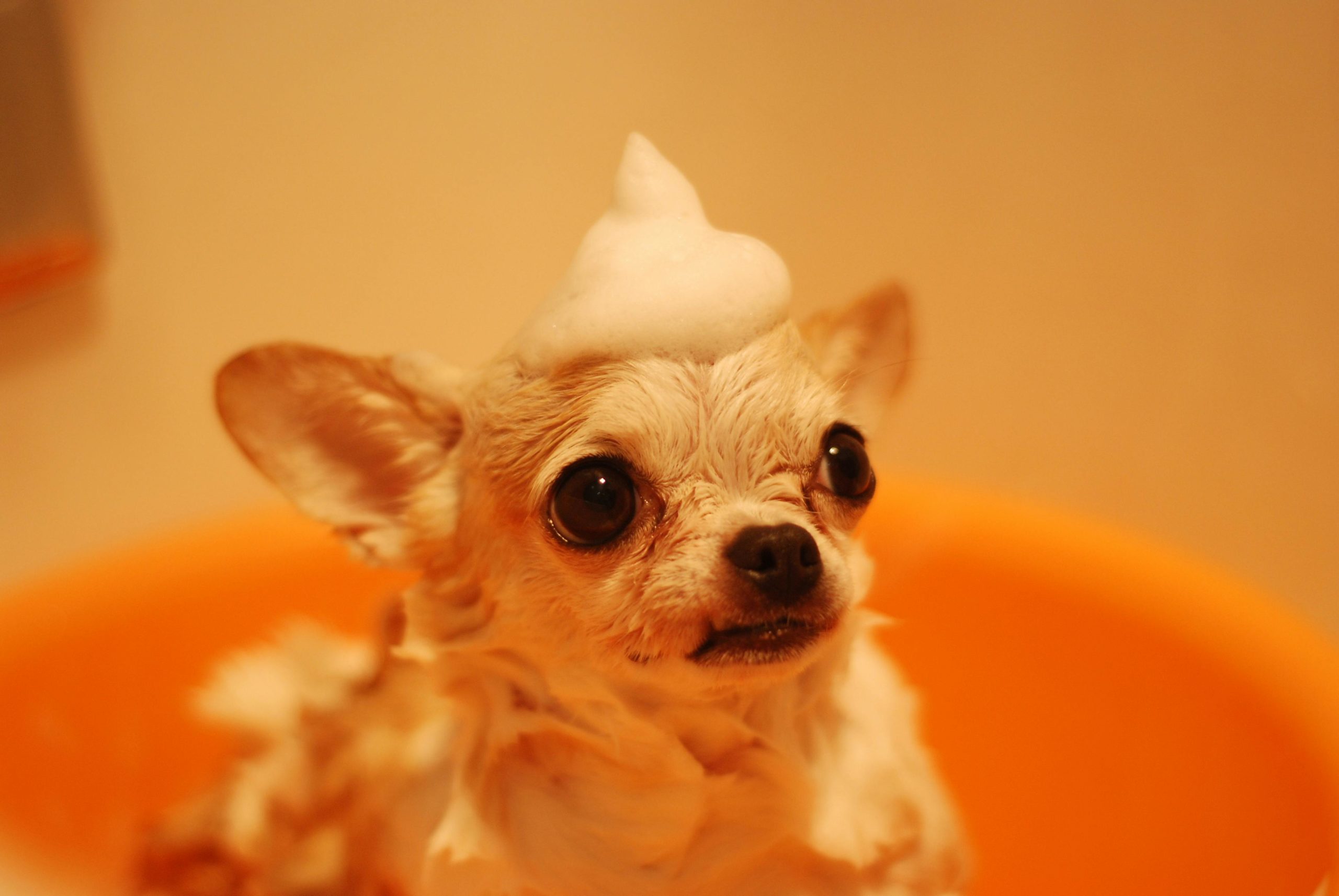 Tierpsychologie Brown Chihuahua