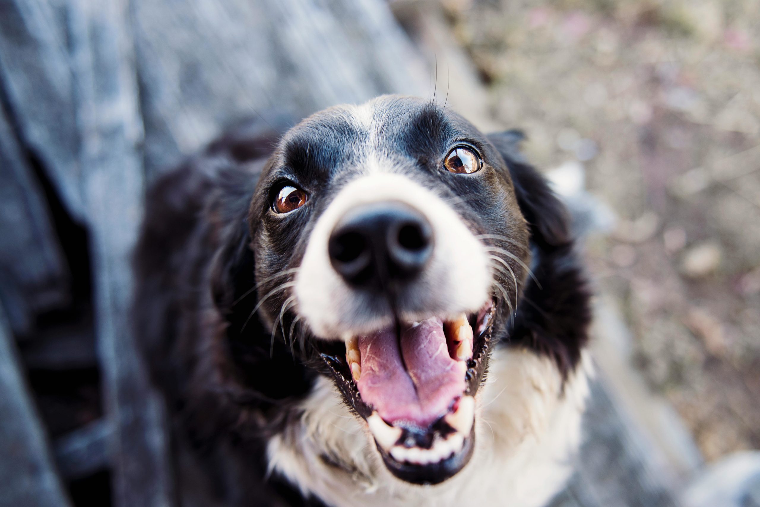 Flachfokus Fotografie Des Erwachsenen Schwarzweiss Rand Collie