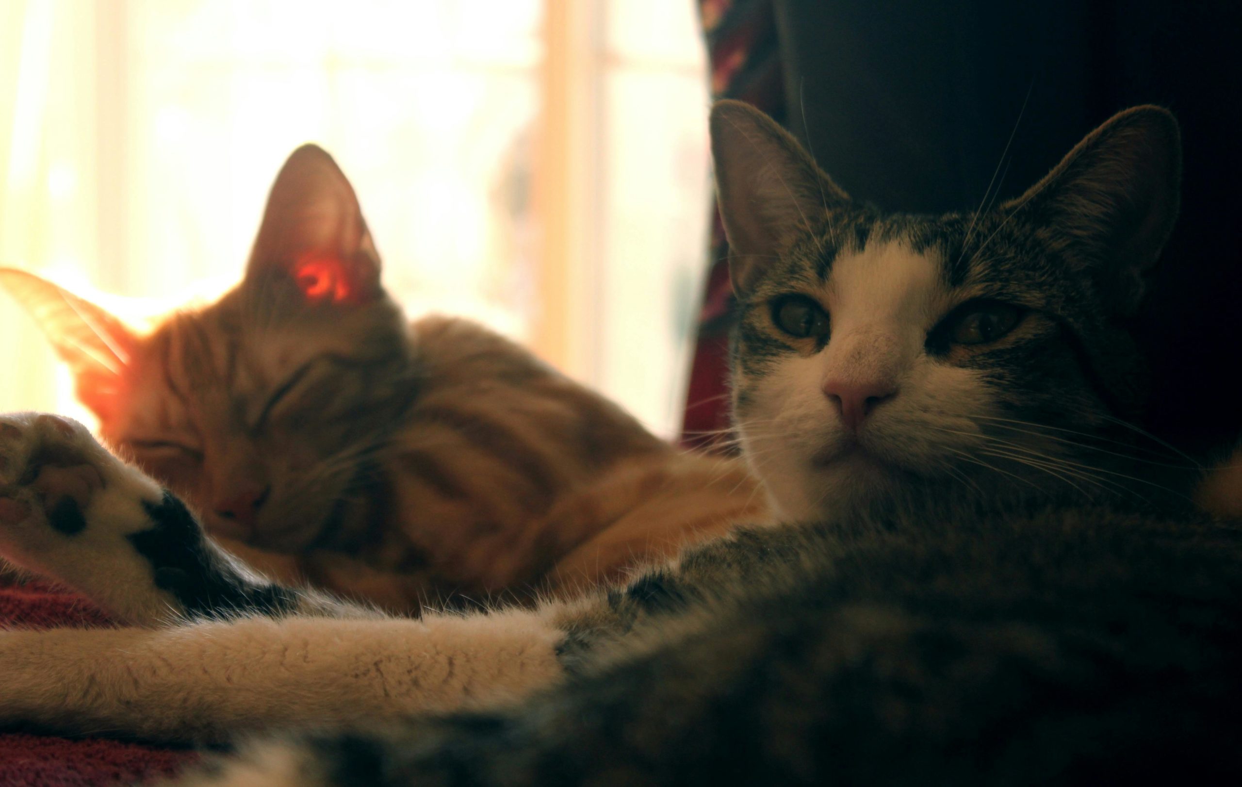 Tierarztbesuch Zwei Orange Und Graue Katze