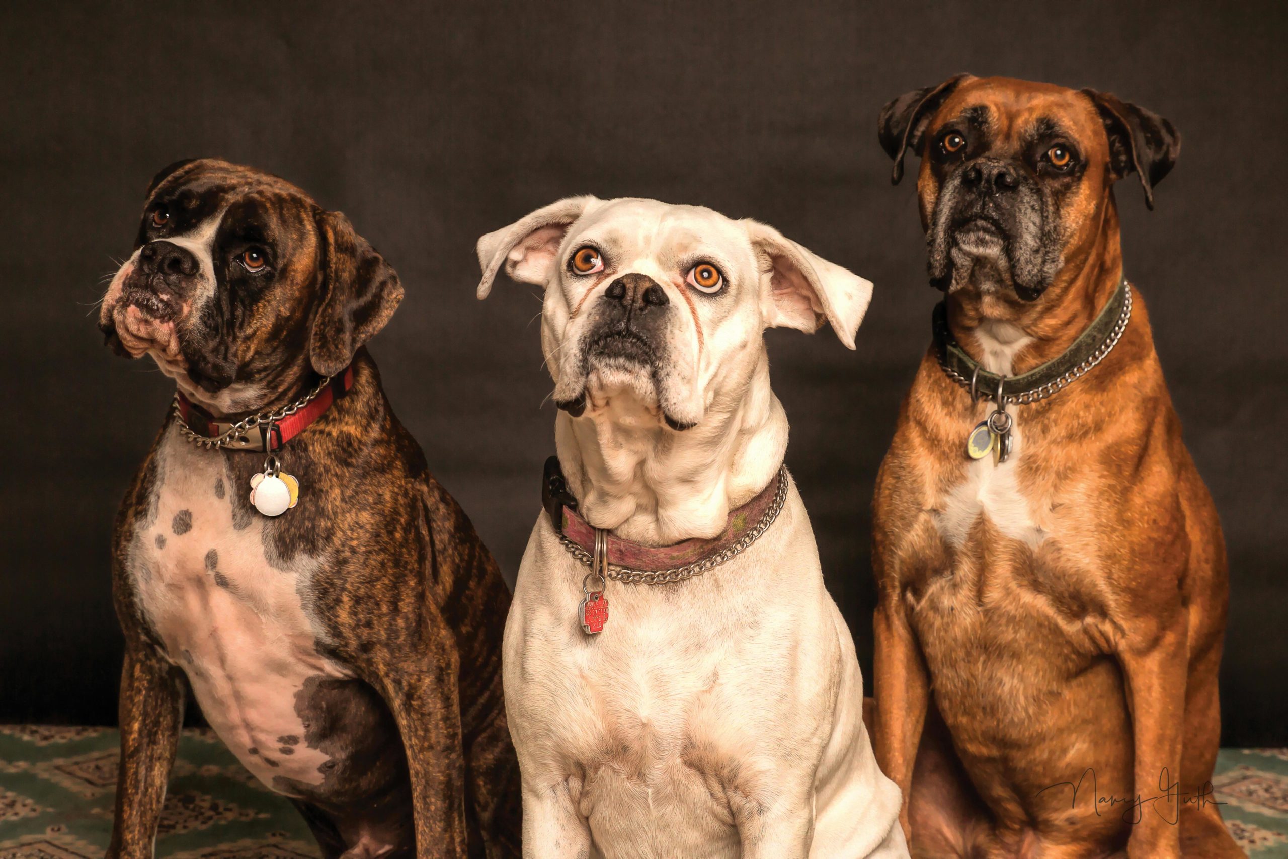 Haustierversicherungen Fotografie Von Drei Hunden, Die Nach Oben Schauen