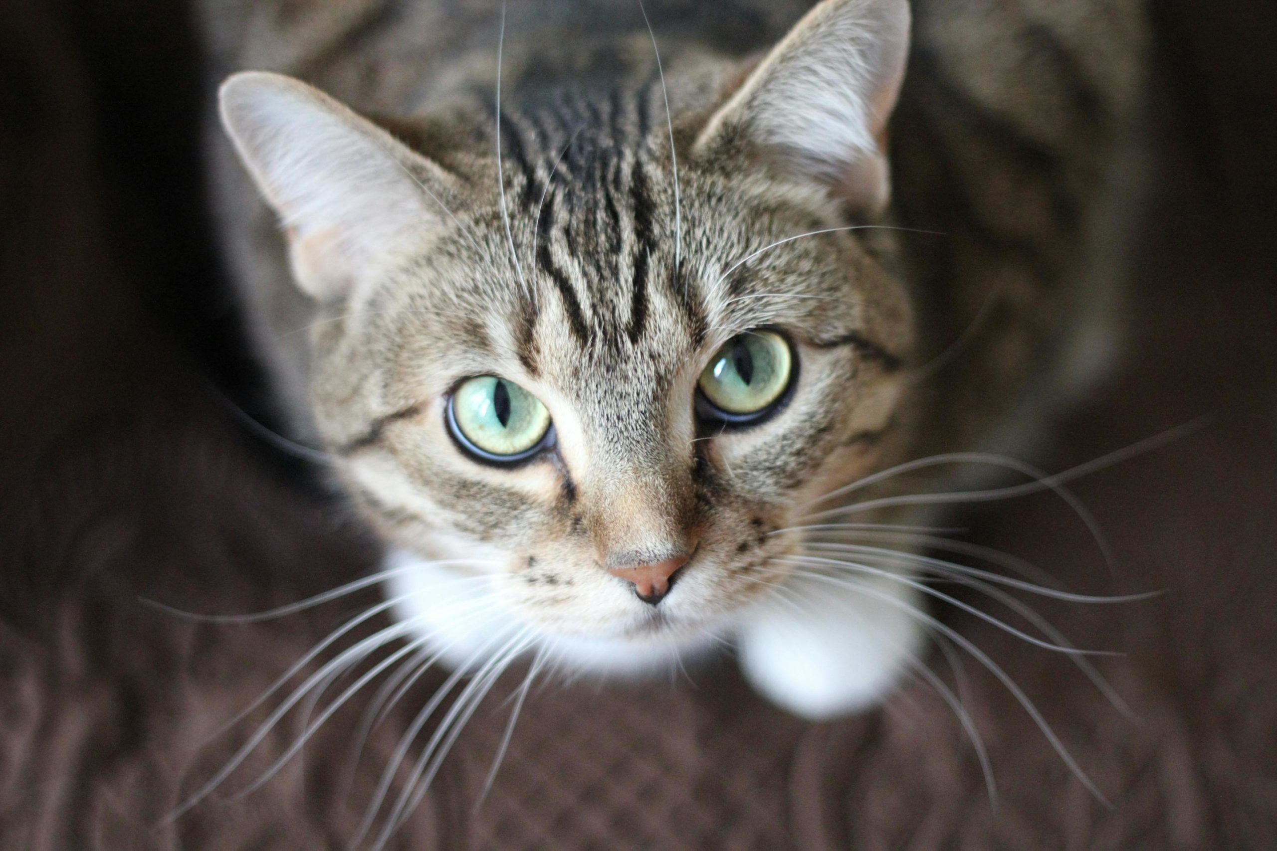 Kurzbeschichtete Graue Katze