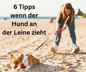 6 Tipps wenn der Hund an der Leine zieht