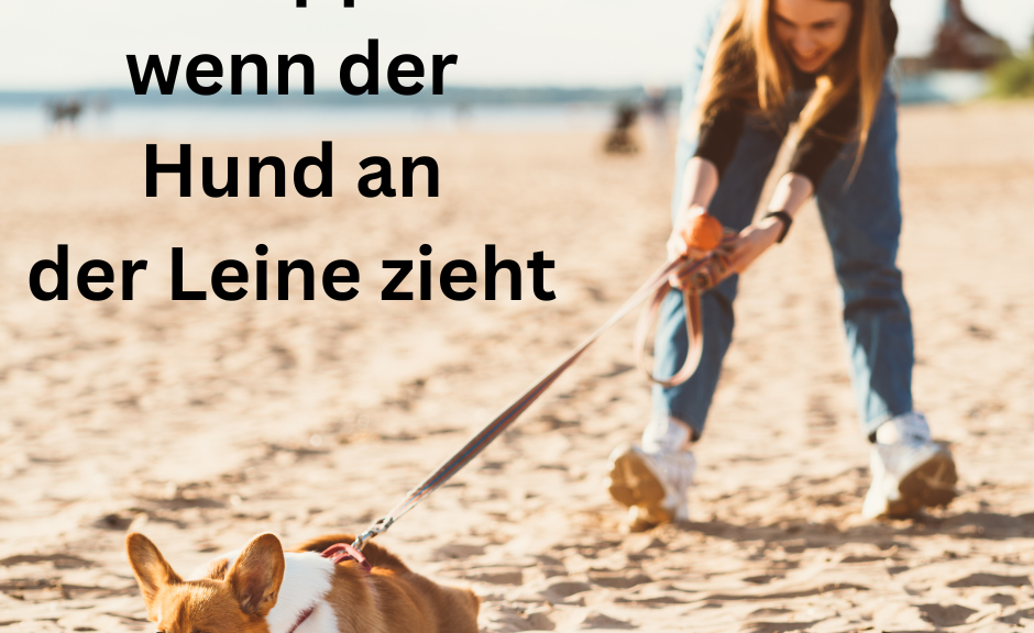 6 Tipps wenn der Hund an der Leine zieht