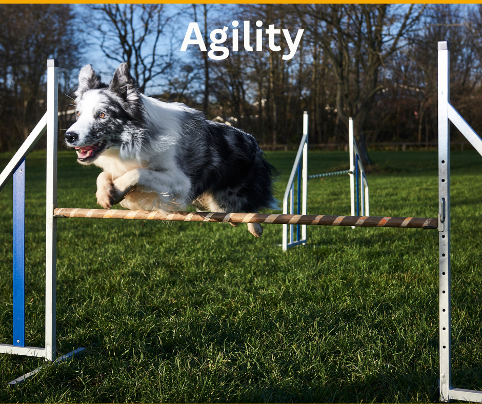 Hunderassen Agility