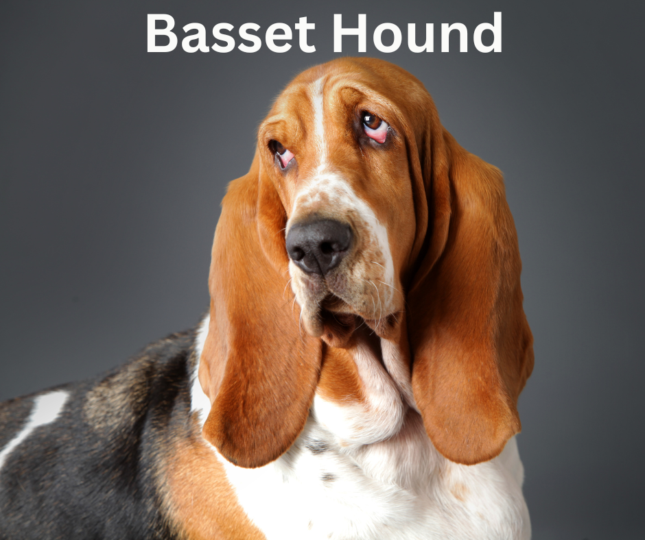 Basset Hound