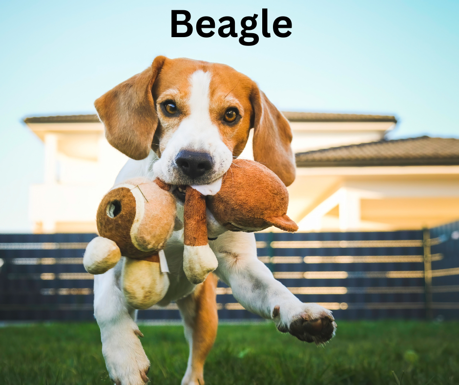 Beagle Beagle