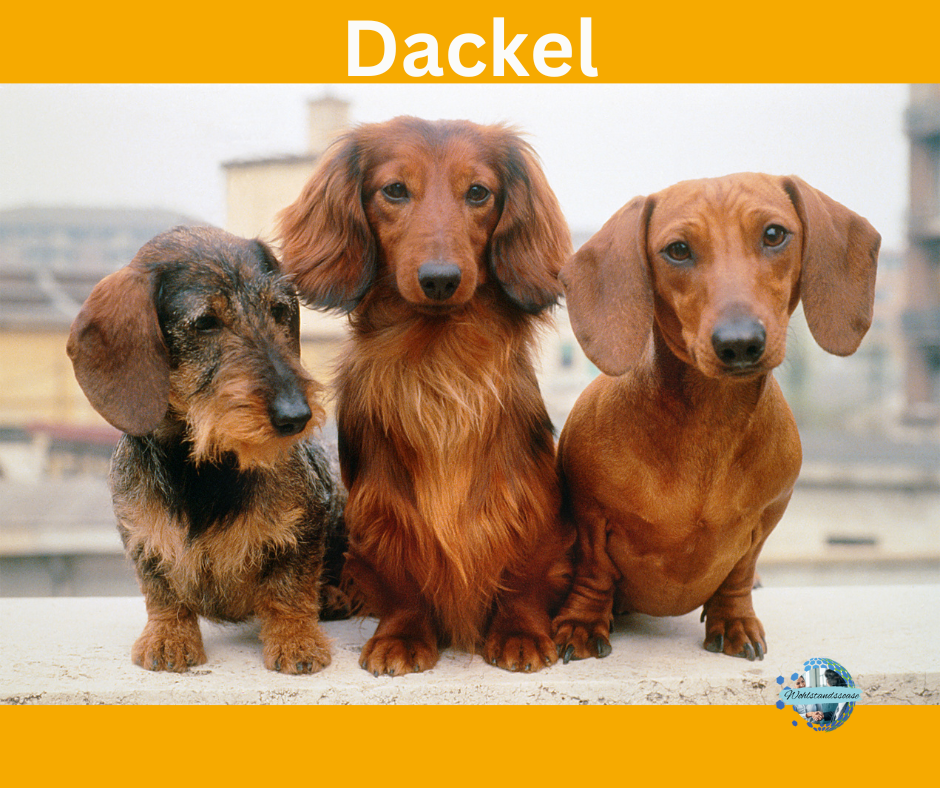Dackel Dackel