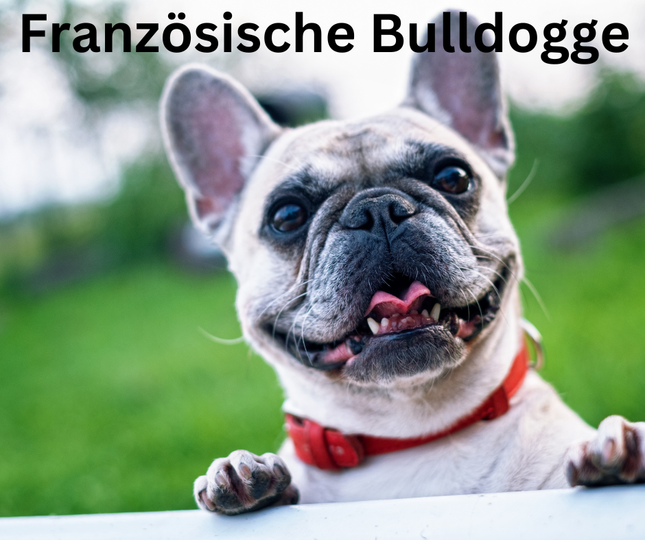 Der perfekte Hund Französische Bulldogge