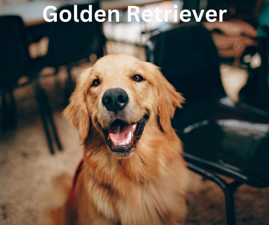 Golden Retriever Golden Retriever