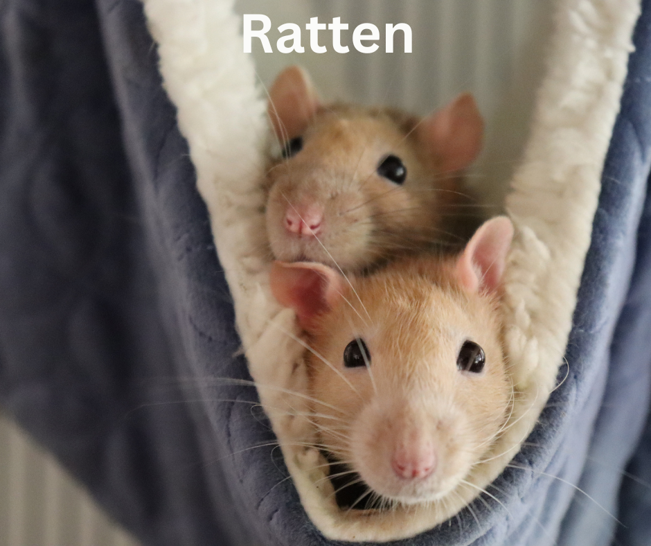 Hausratten Hausratten