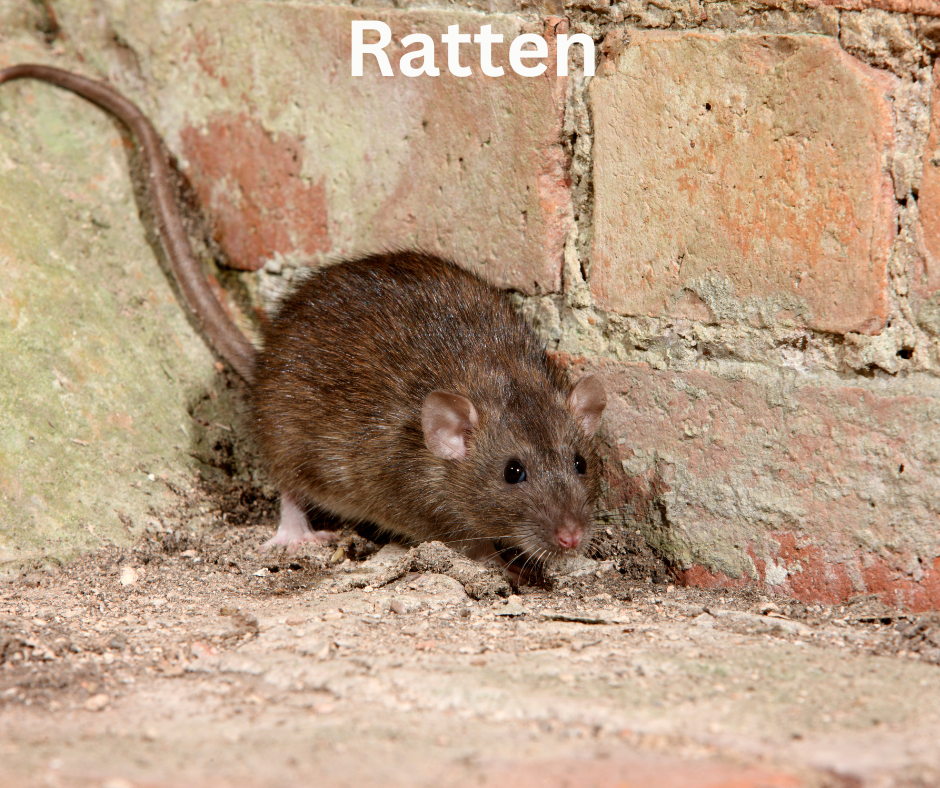 Haustier-Ratten Haus-Ratten