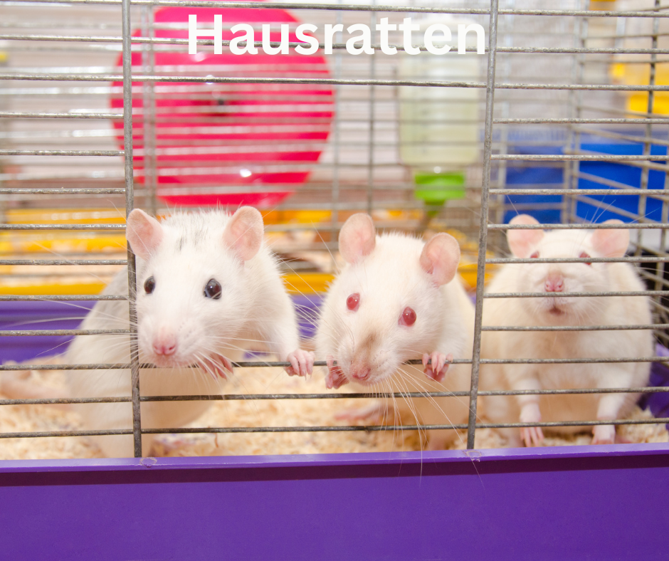 Hausratten Hausratten