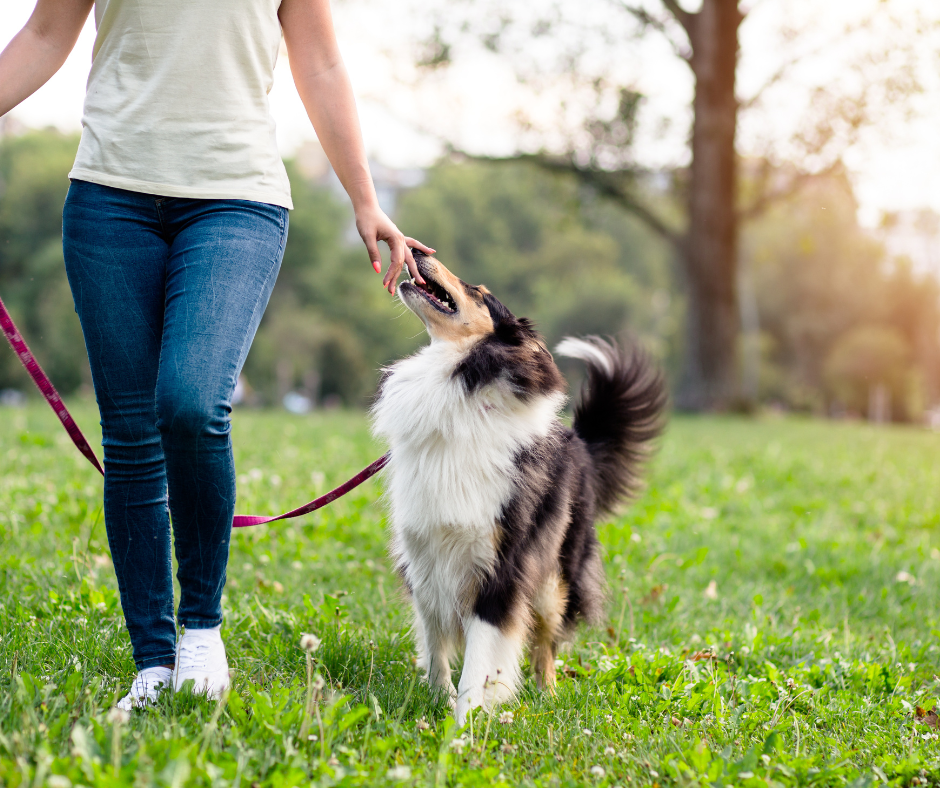 Hund beim Leinenführungstraining