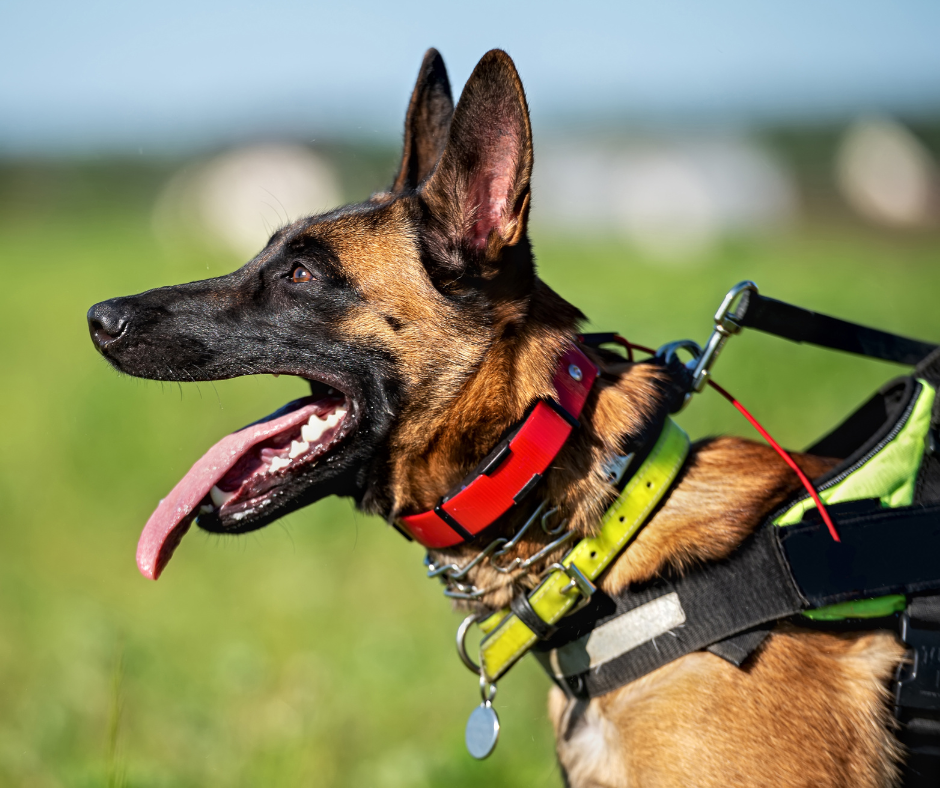 Hund mit Geschirr oder Halsband