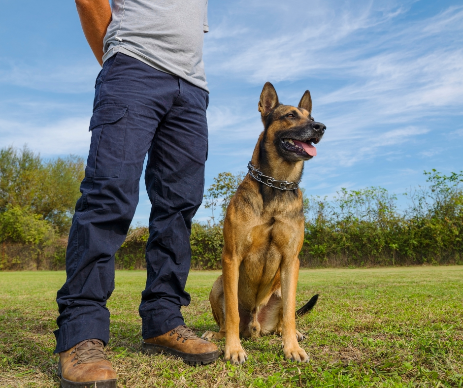 Hundetrainer mit Hund