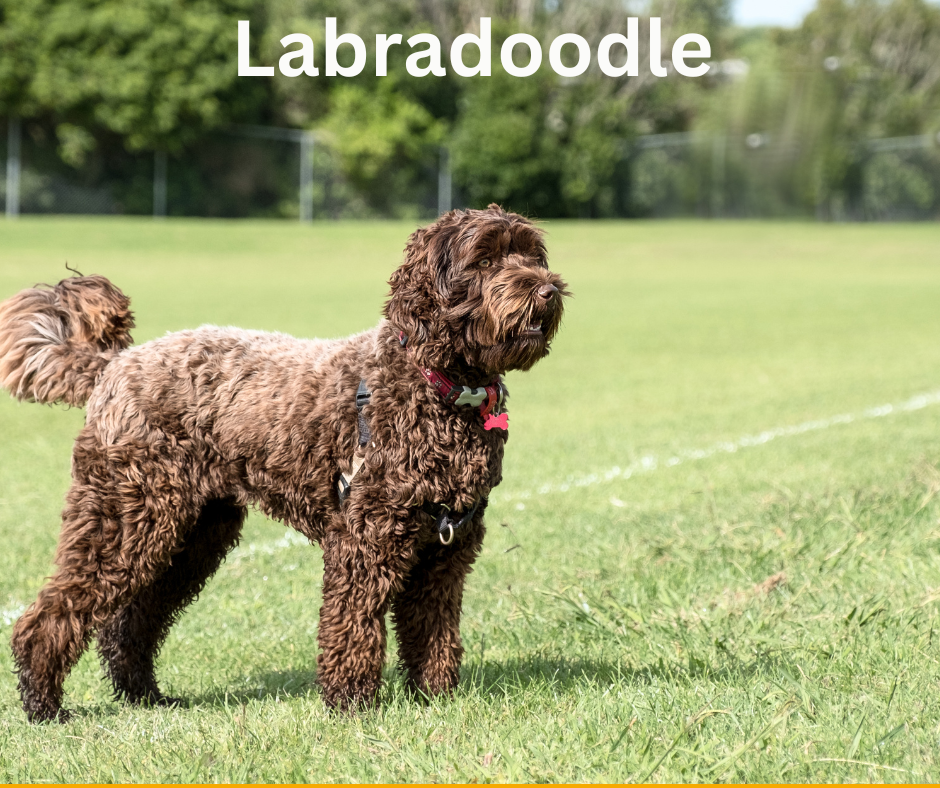 Der perfekte Hund von Canva Pro Labradoodle