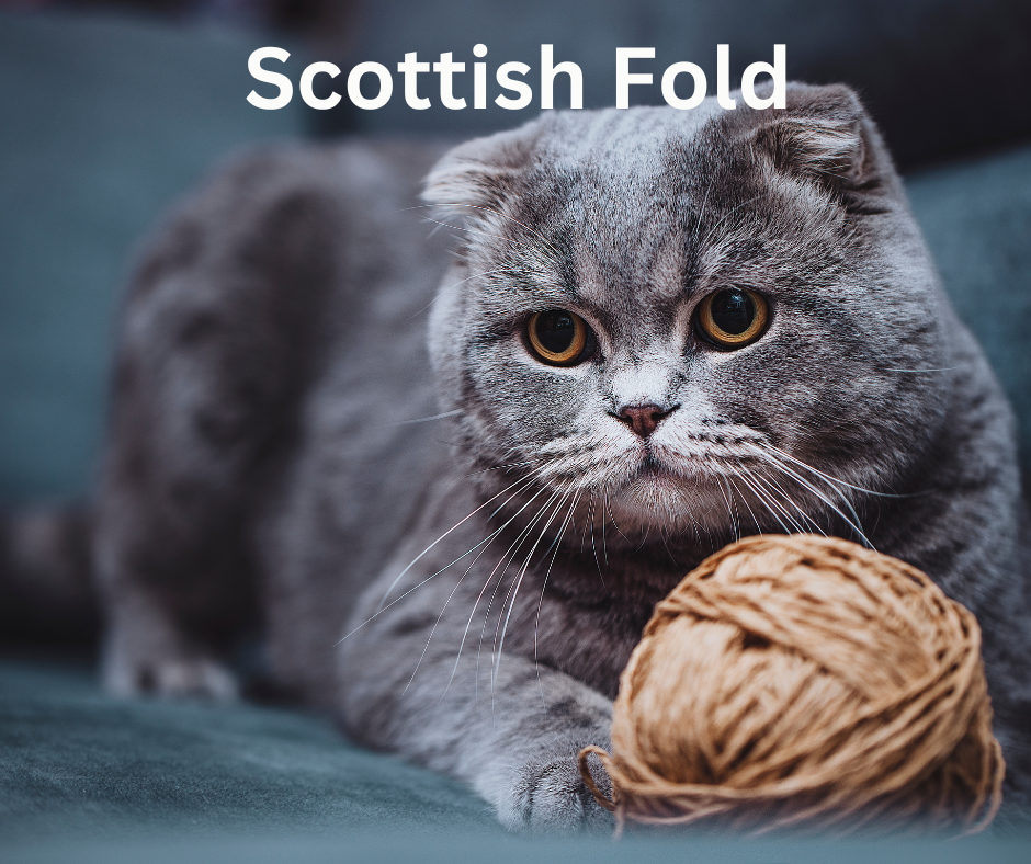 Katzen Scottish Fold