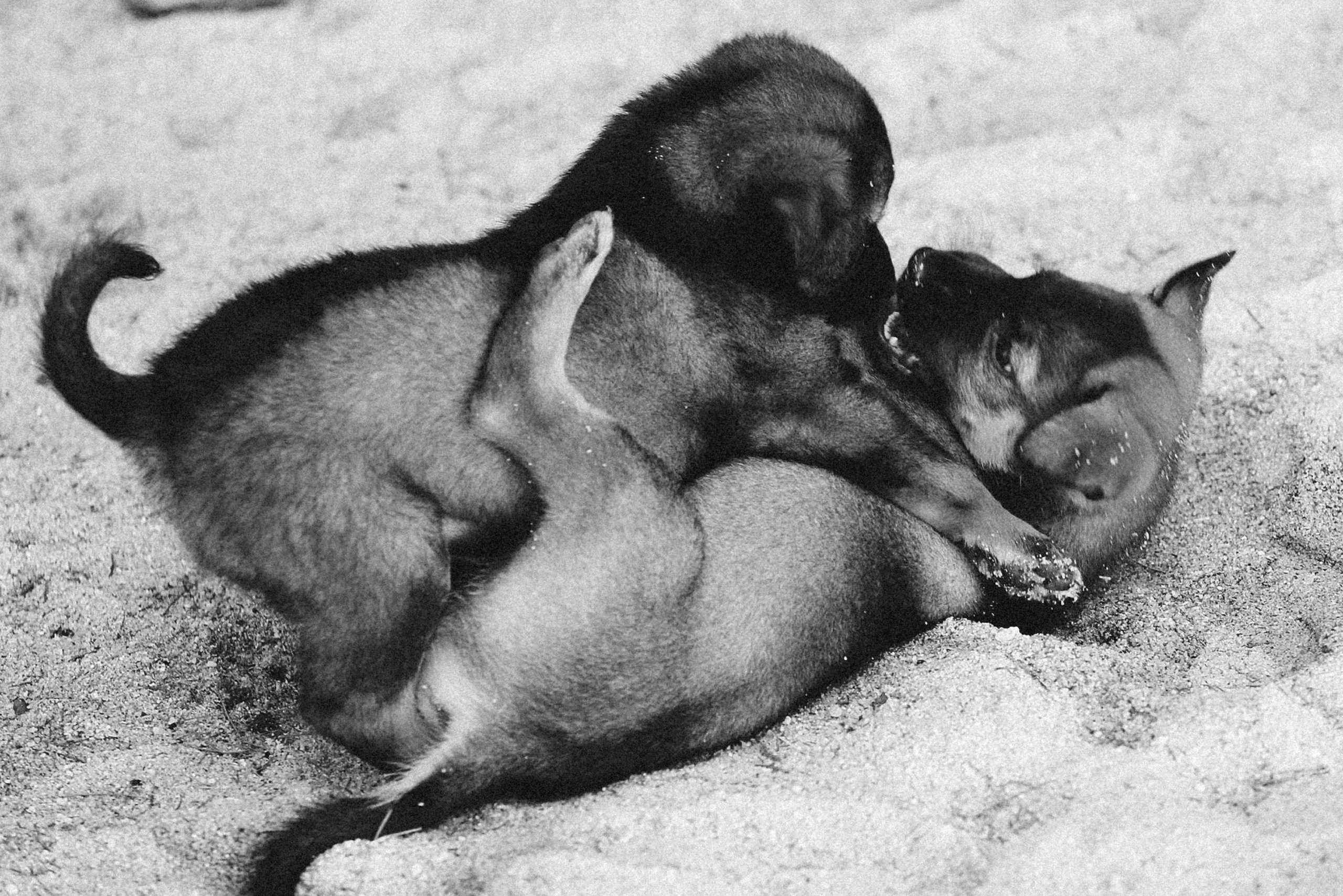 Kostenloses Stock Foto zu graustufen, häuslich, hund-fotografie