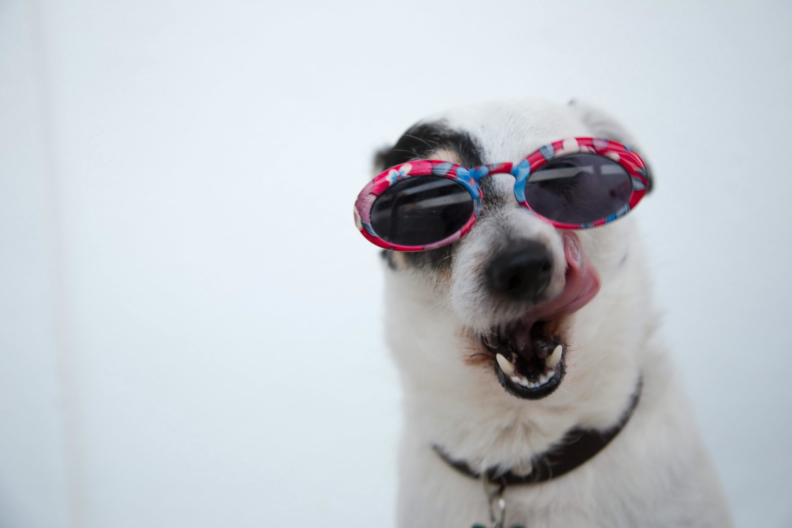 Welpen Nahaufnahmefoto Des Hundes, Der Sonnenbrillen Trägt
