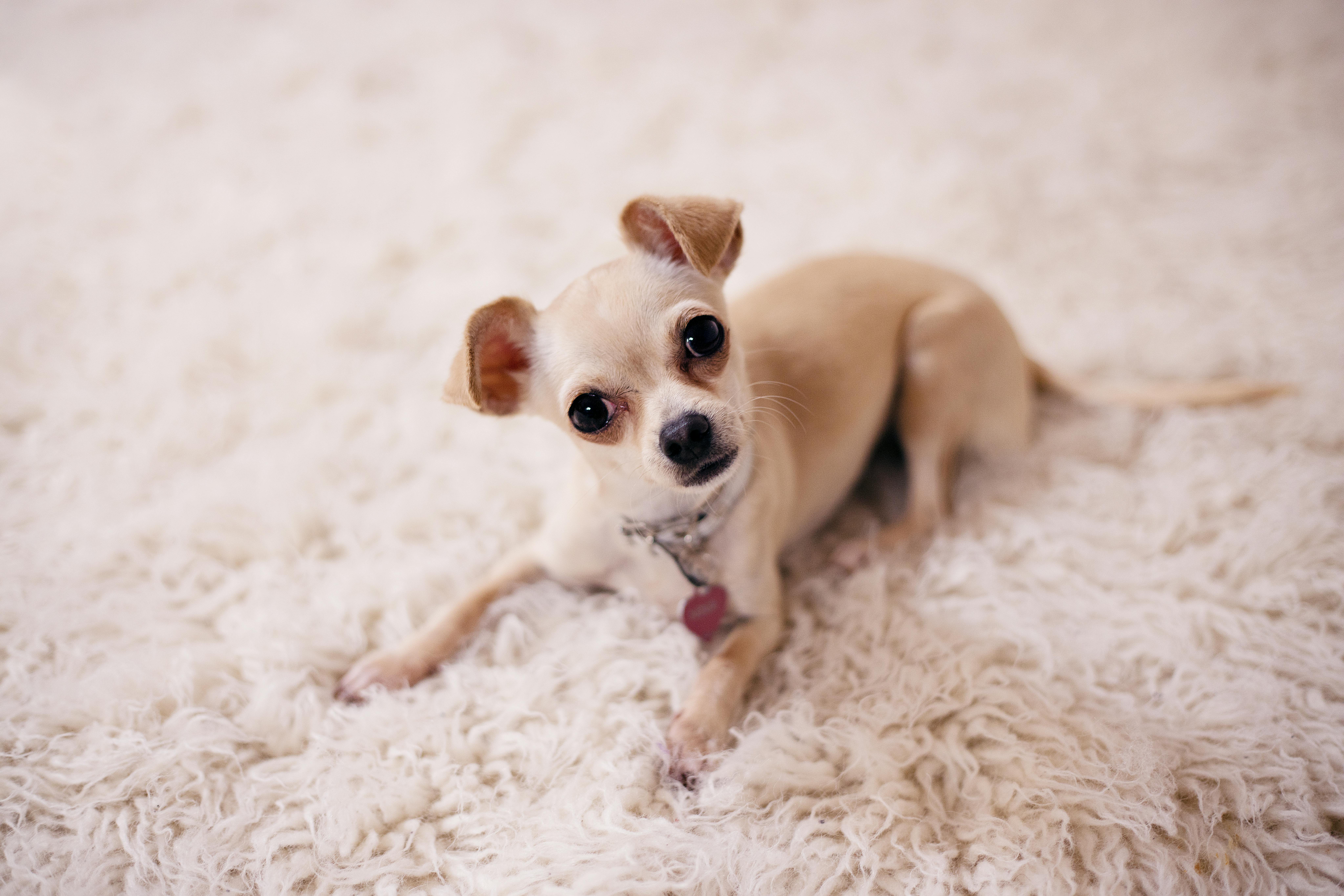 Brown Chihuahua Welpe, Der Auf Braunem Textil Liegt