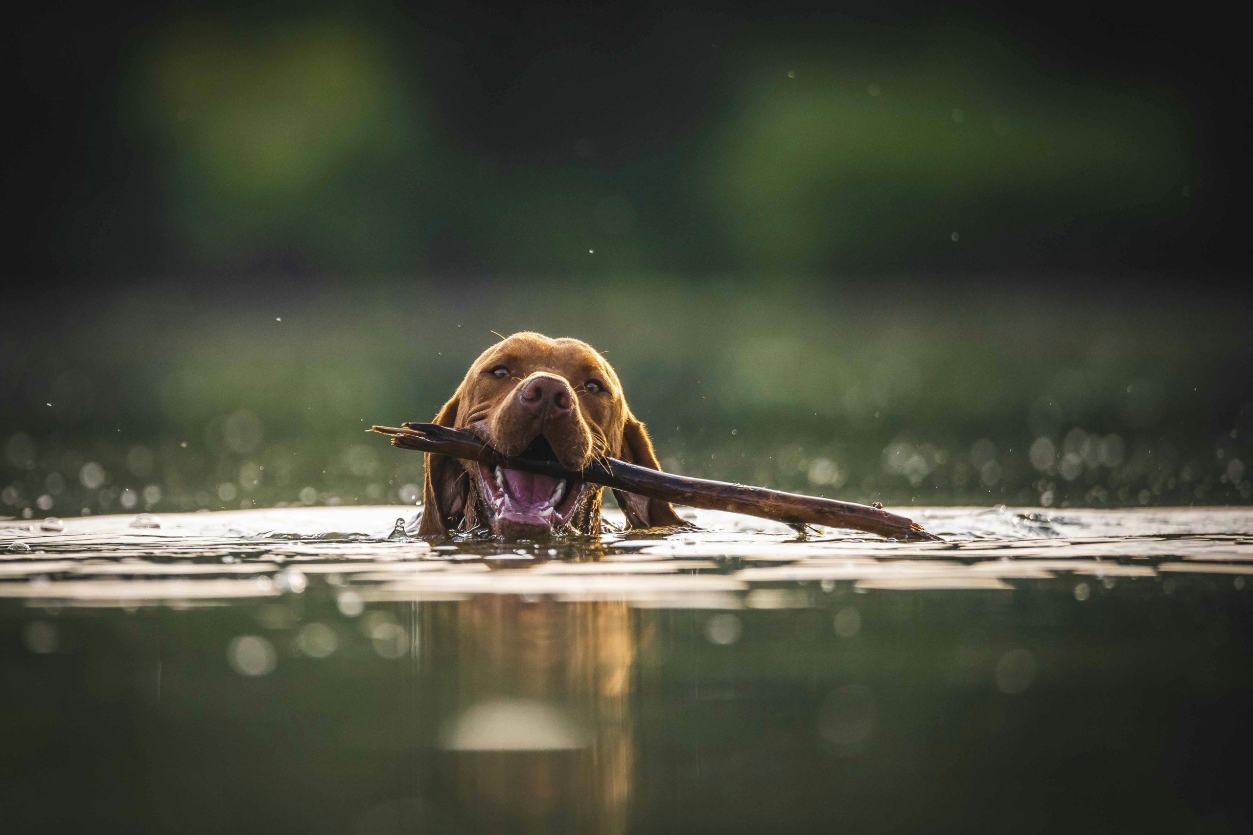 Brauner Hund Auf Dem Wasser