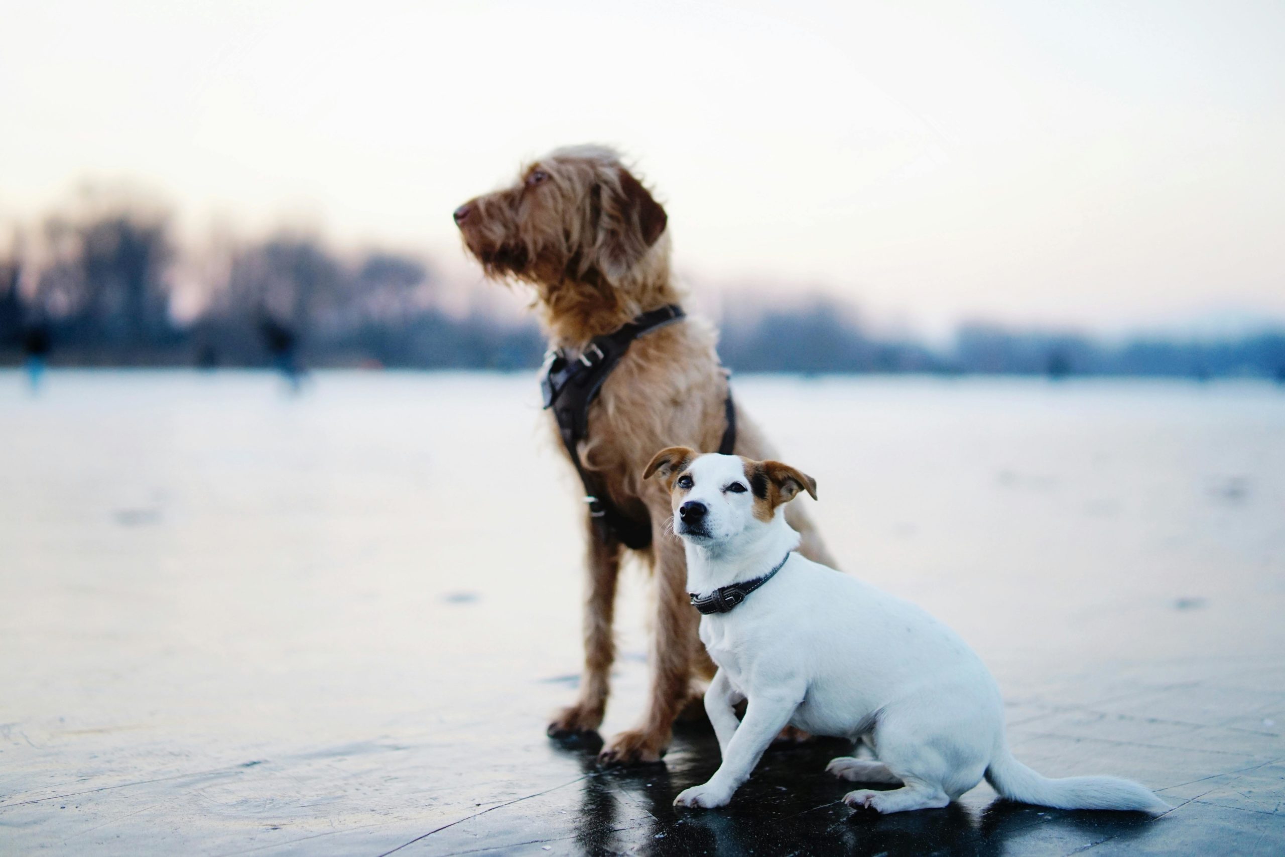 Braune Und Weiße Hunde Sitzen Auf Dem Feld
