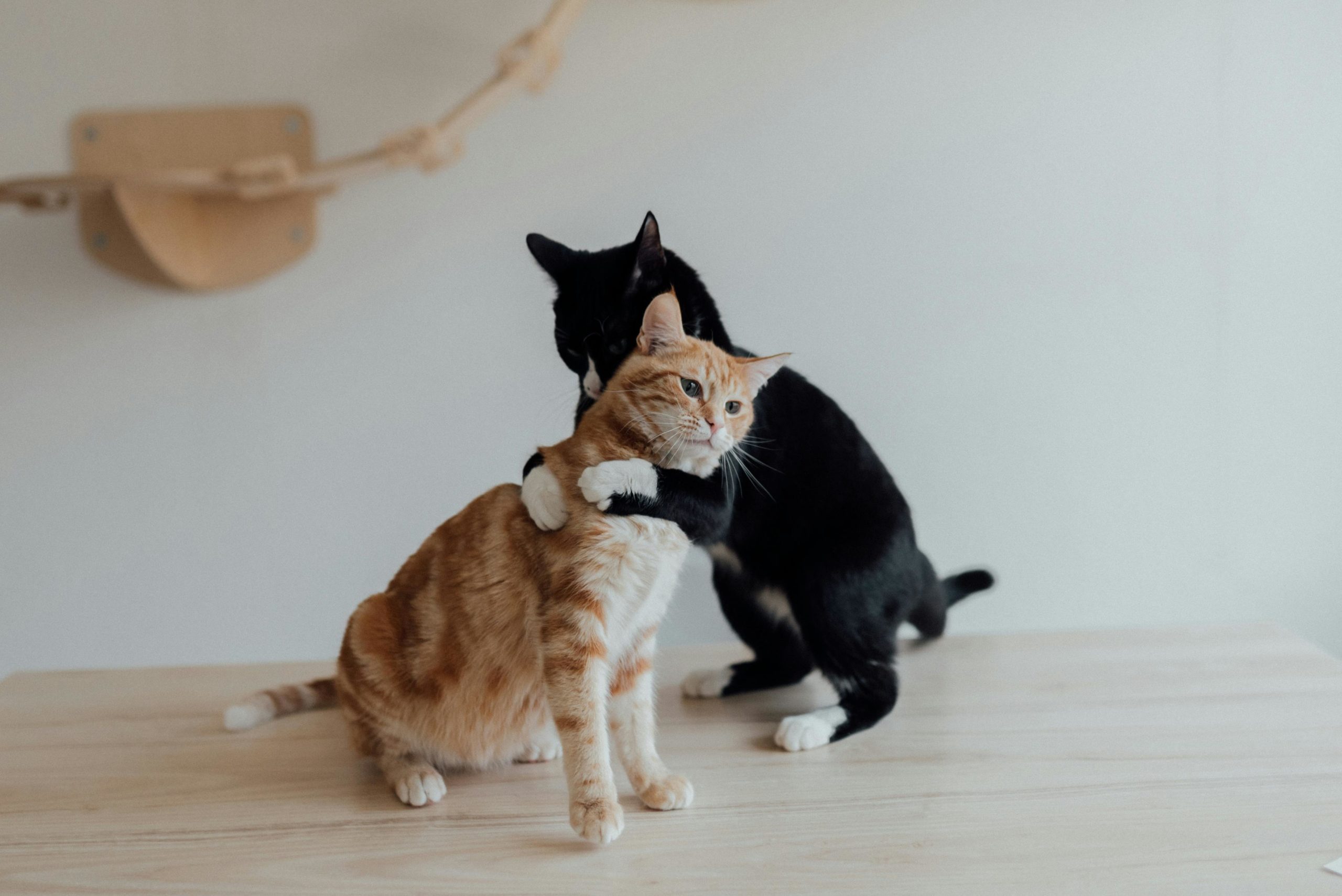 Kostenloses Stock Foto zu hausangestellte, haustiere, katzen