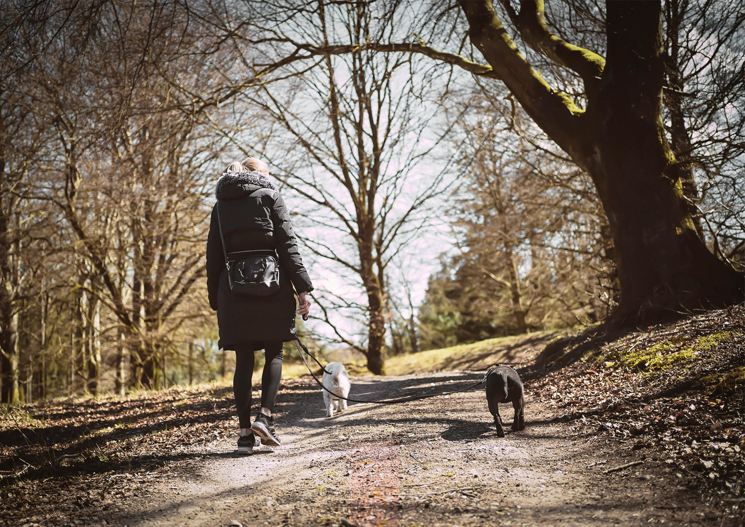 Kostenloses Stock Foto zu bäume, frau, fußweg