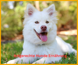 Artgerechte Hunde Ernährung