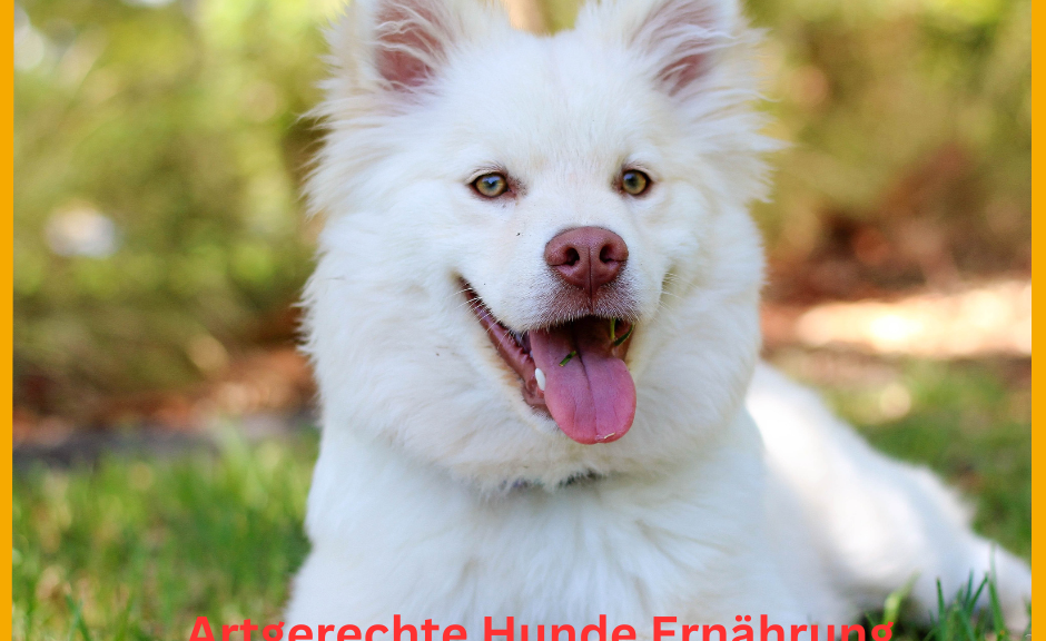Artgerechte Hunde Ernährung