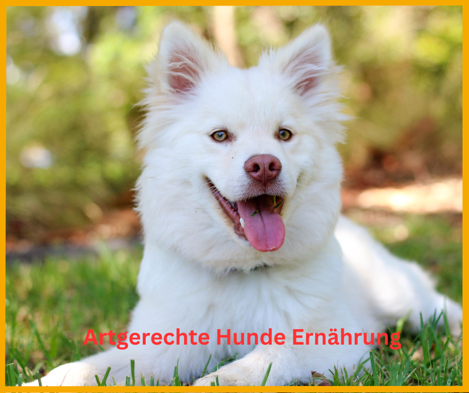 Artgerechte Hunde Ernährung