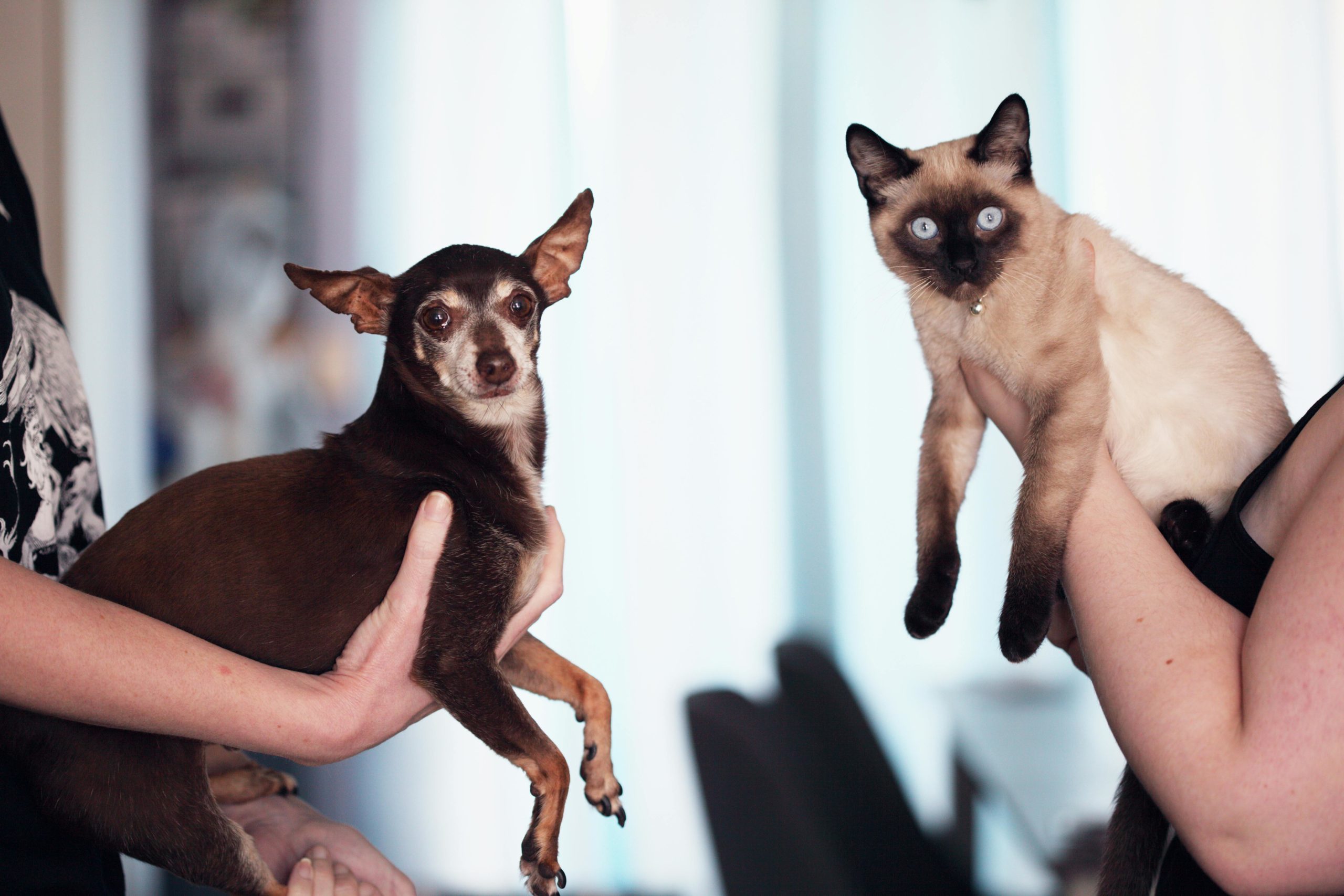 Welpen-Erstausstattung Person, Die Siamesische Katze Und Chihuahua Hält