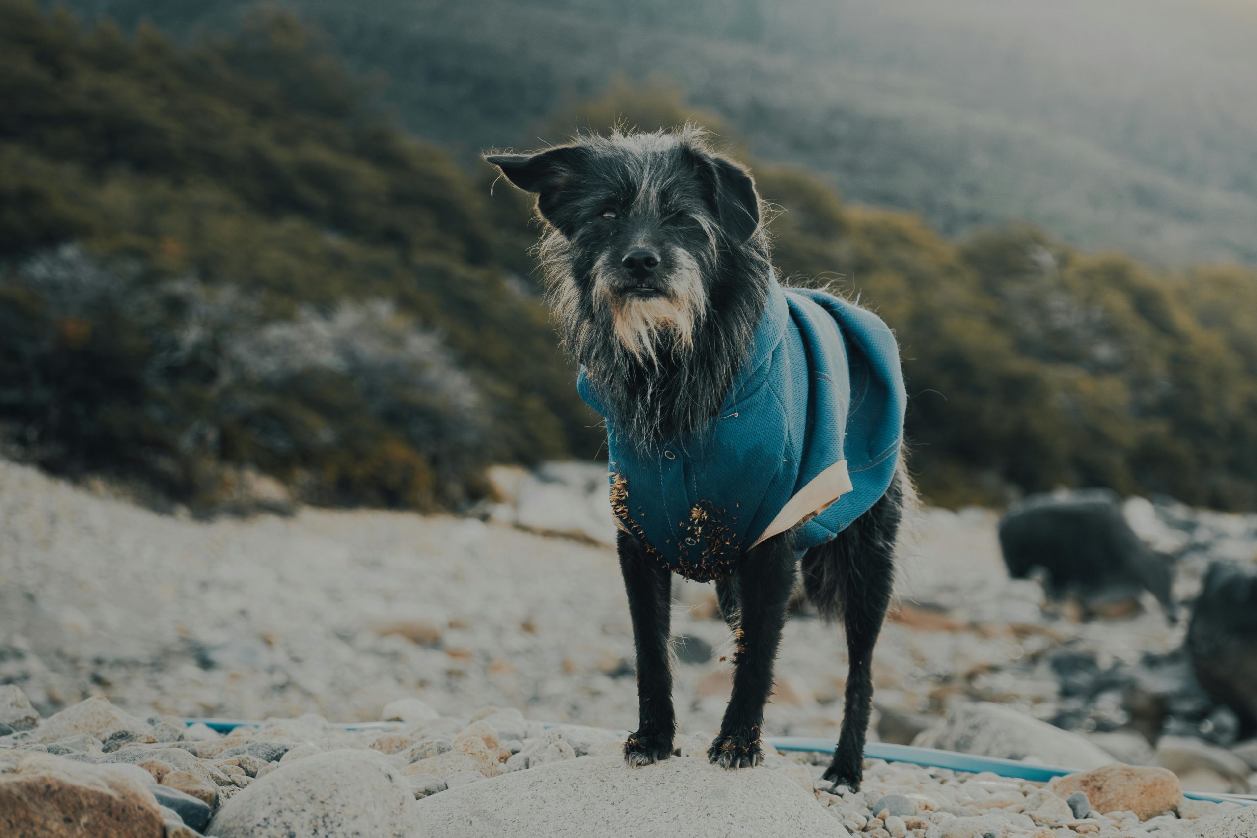 Kostenloses Stock Foto zu haustier, hund, kleider
