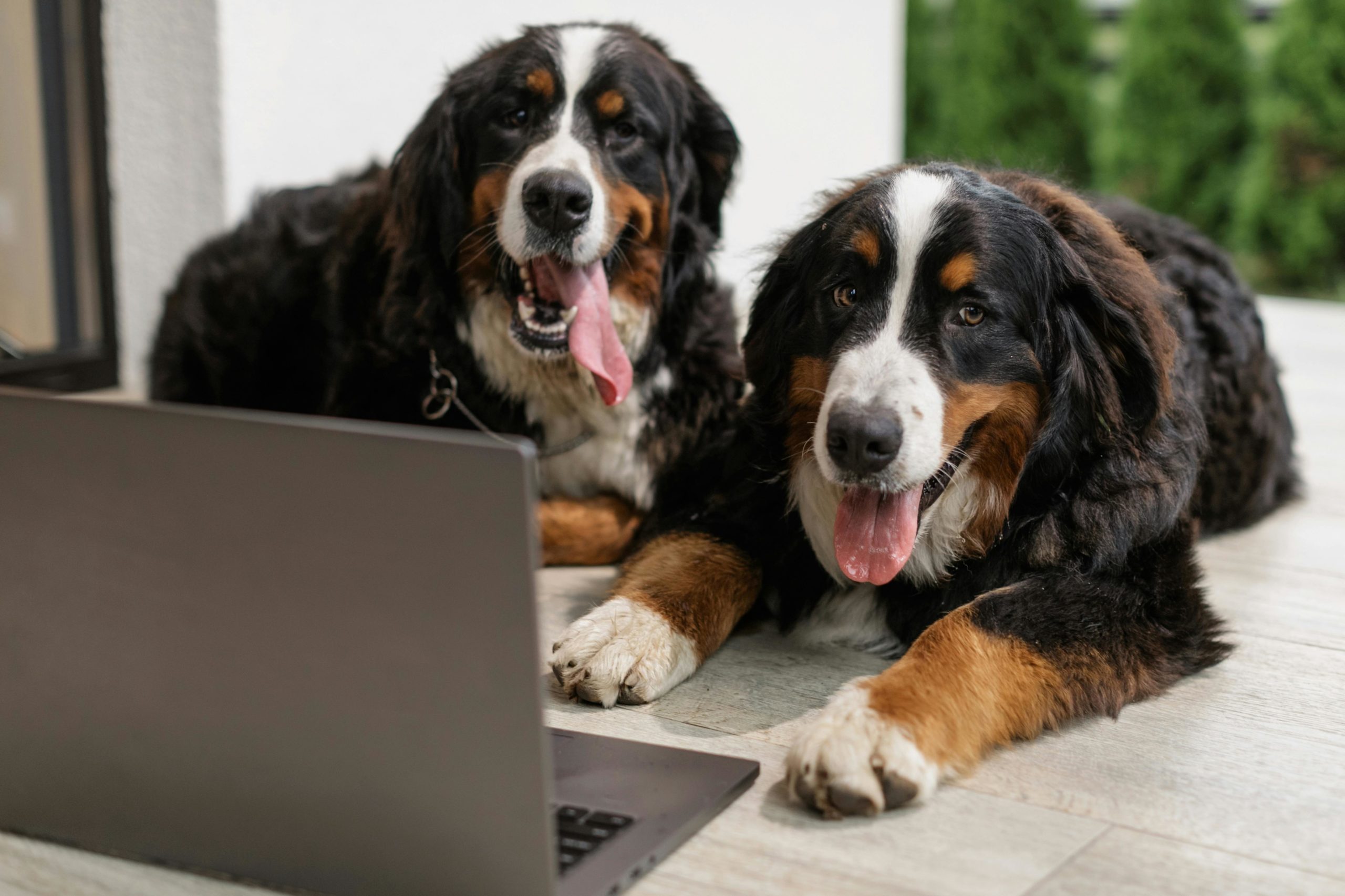 Kostenloses Stock Foto zu berner sennenhunde, haustiere, hund-fotografie